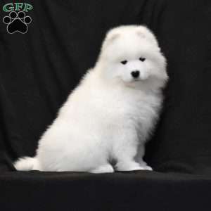 Symantha, Samoyed Puppy